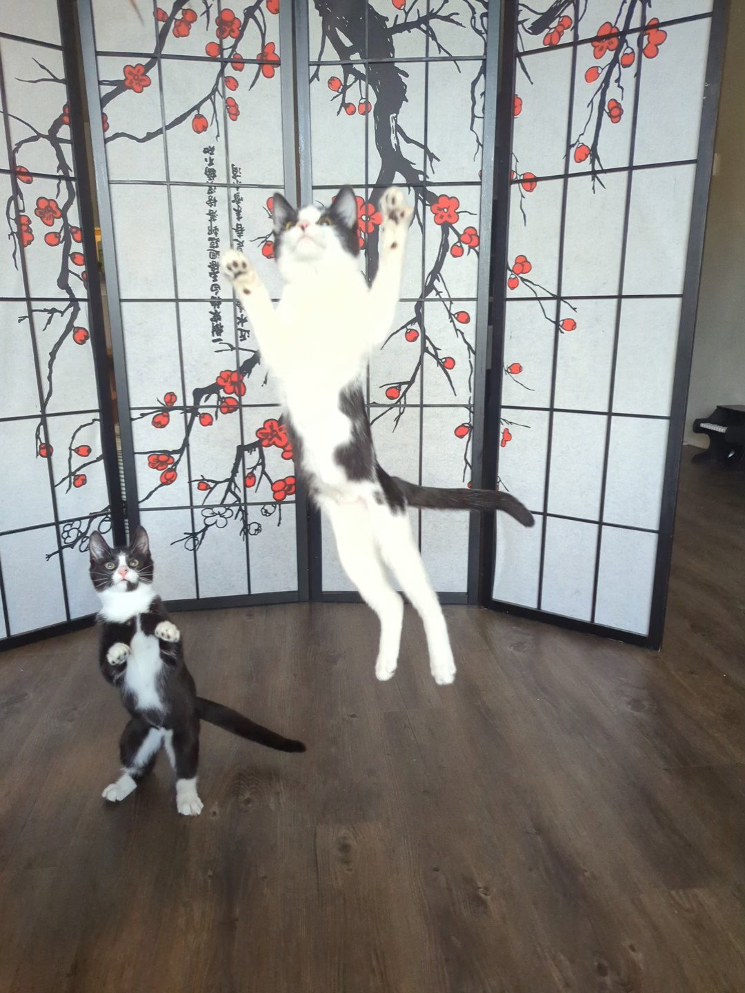 Bubbles (Shoulder kitten), photo 10