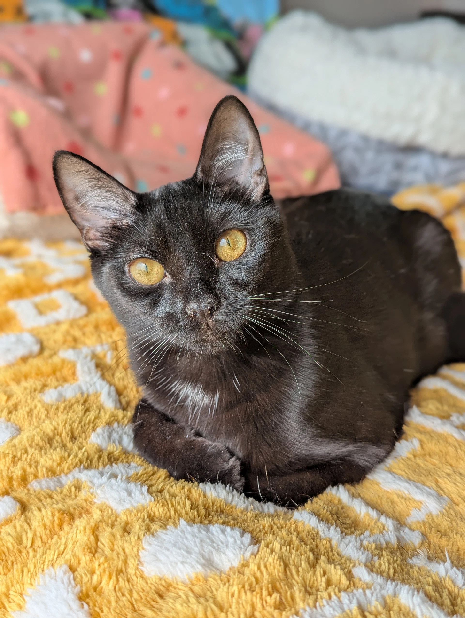 Miya