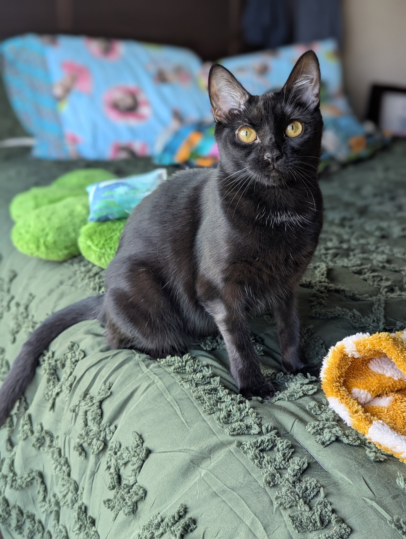 Miya (Bonded with Mira), photo 7