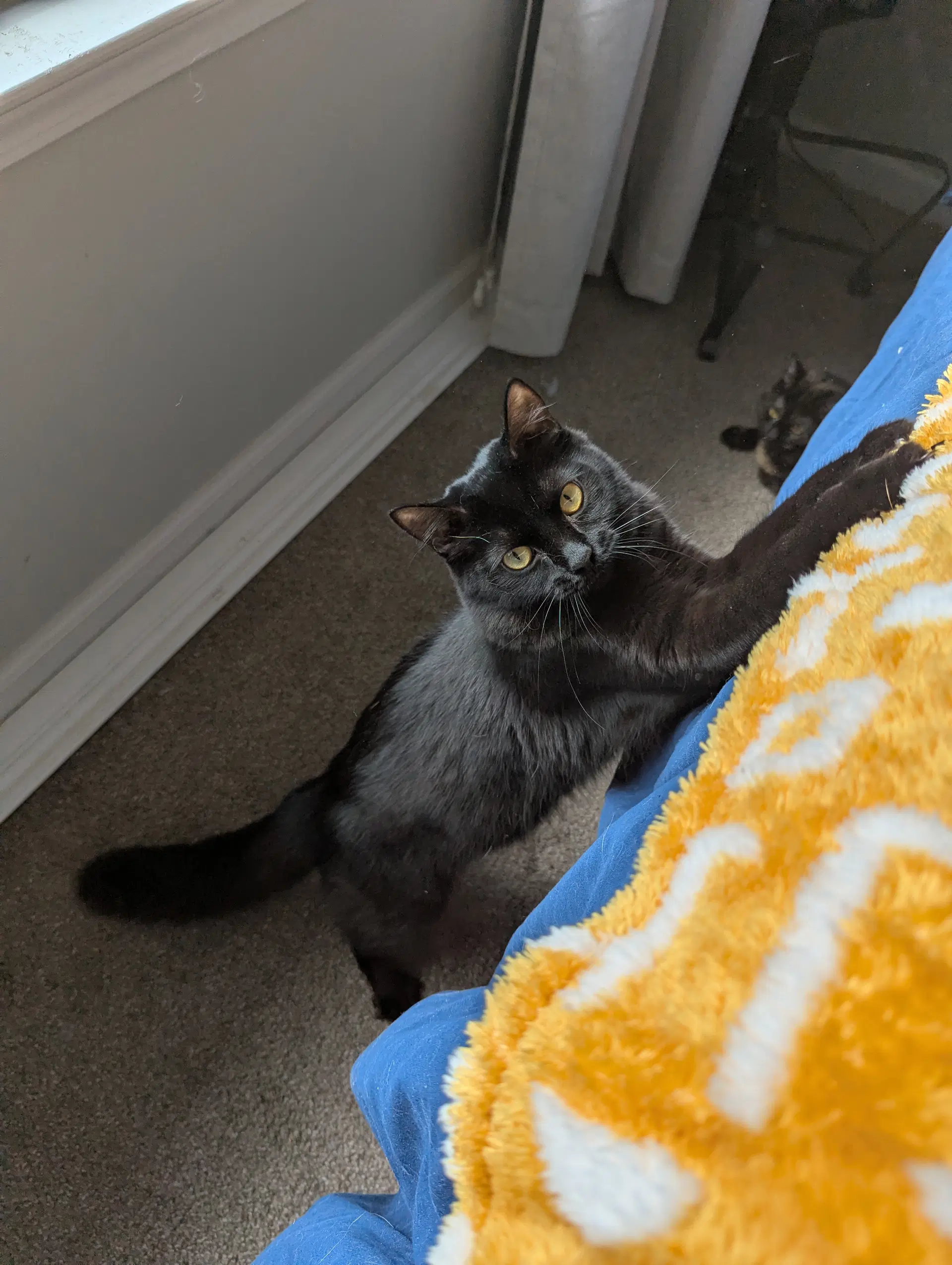 Miya image 2