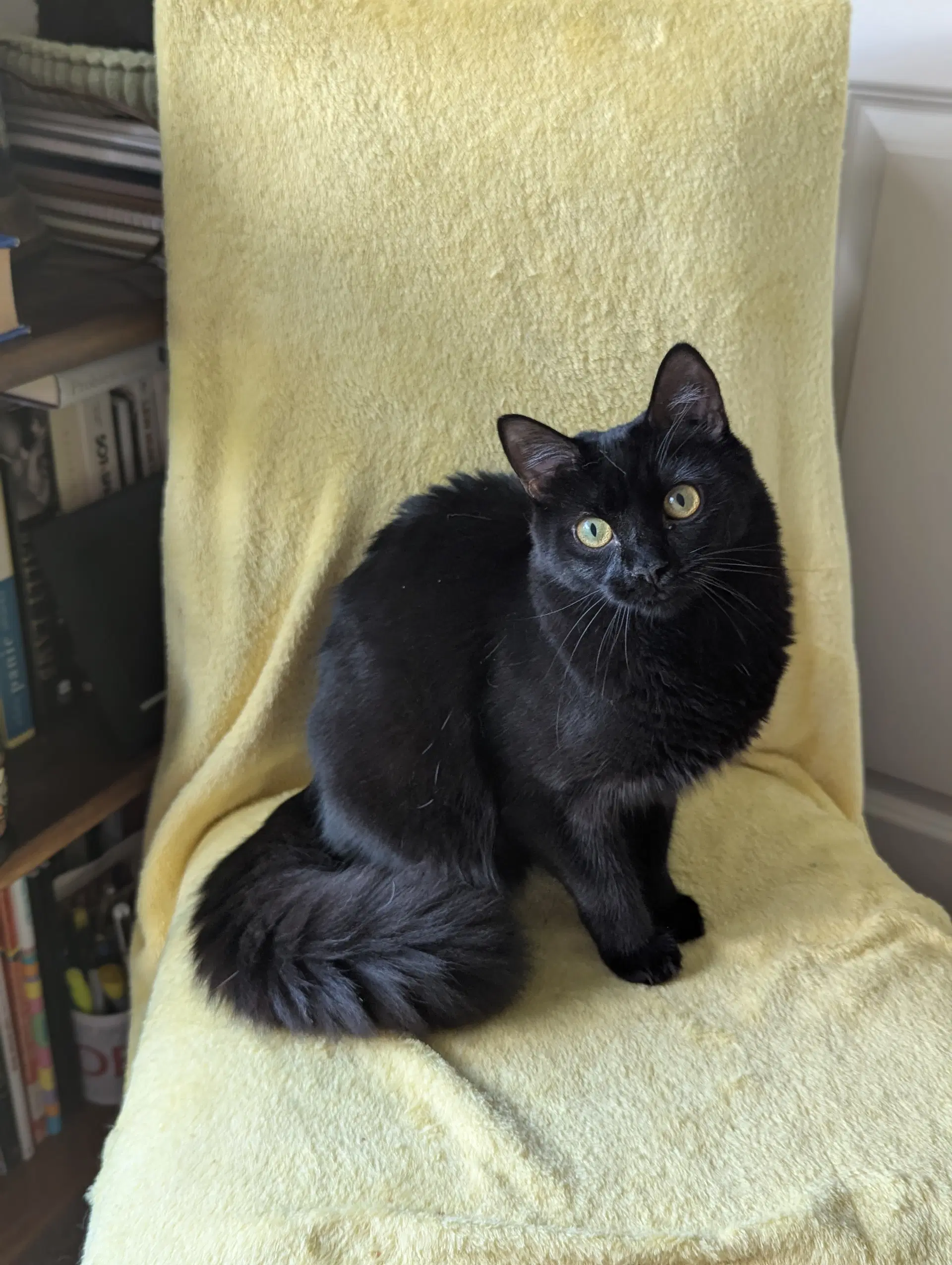 Miya image 3