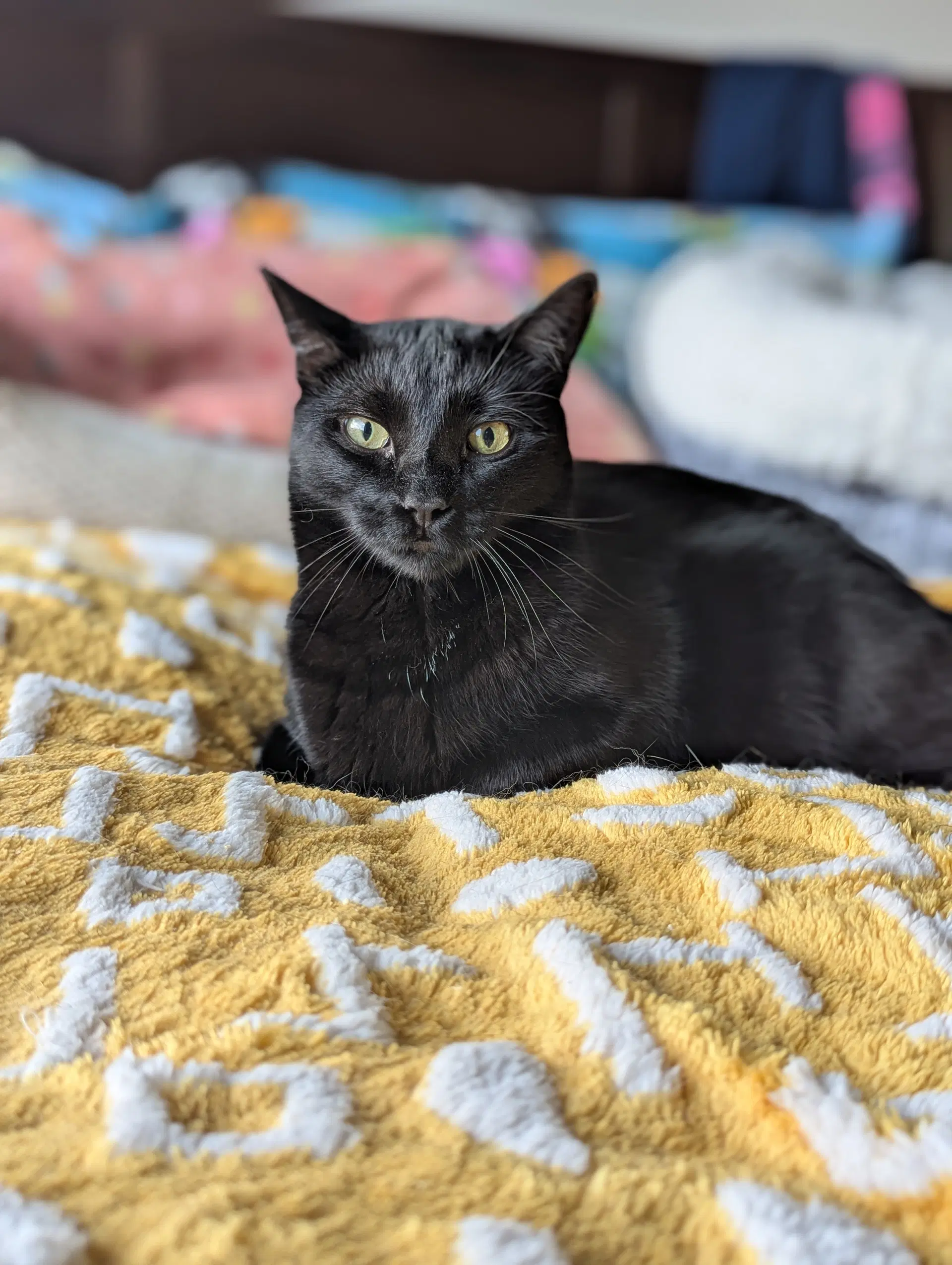 Monty - Domestic Short Hair