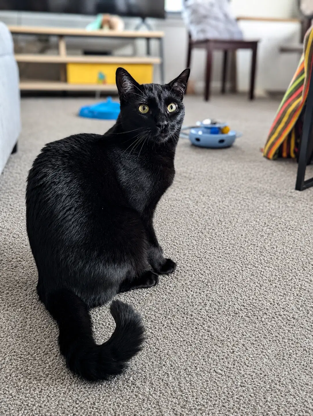 Monty image 3