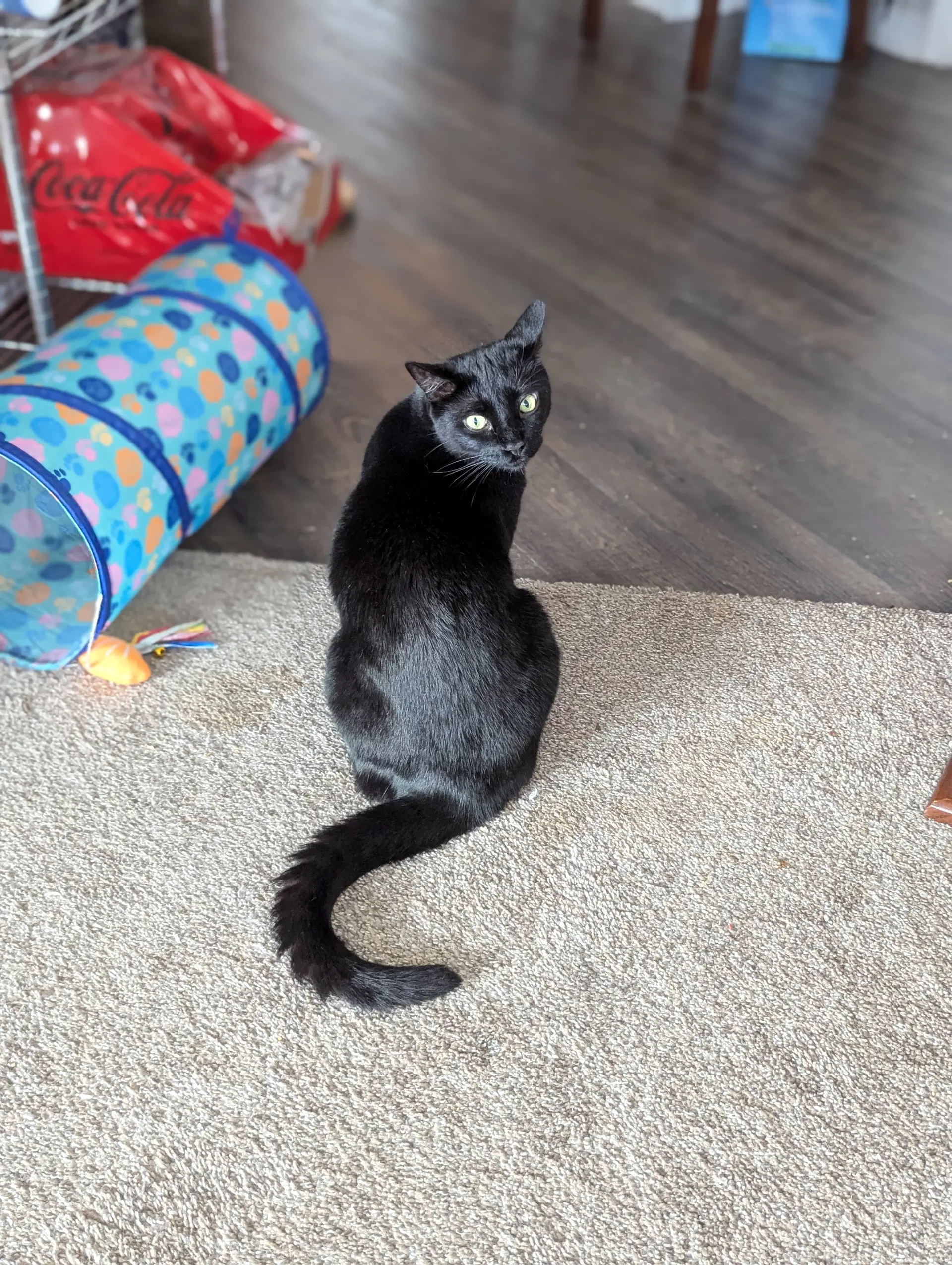 Monty image 4