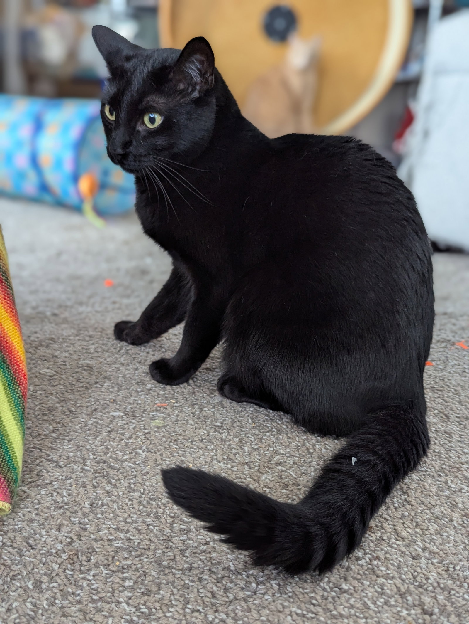Monty (Bonded with Winkie), photo 5