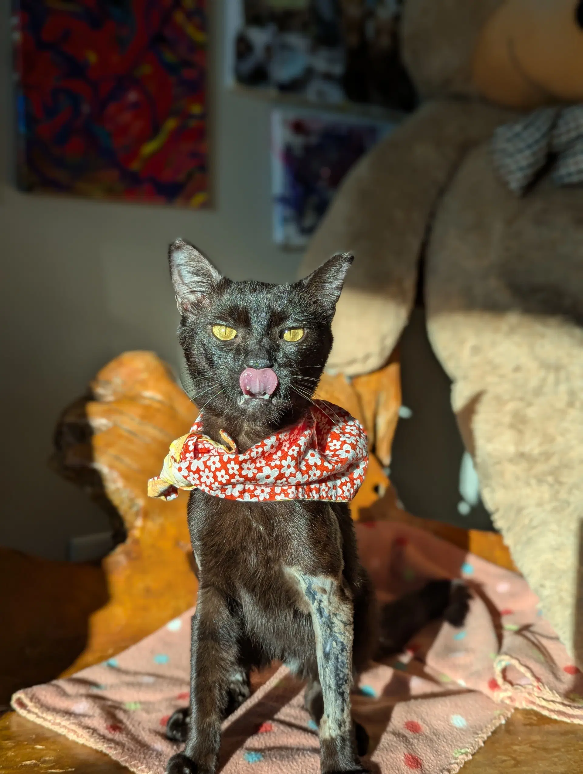 Miso Felv Pos Lap Kitty - Domestic Short Hair