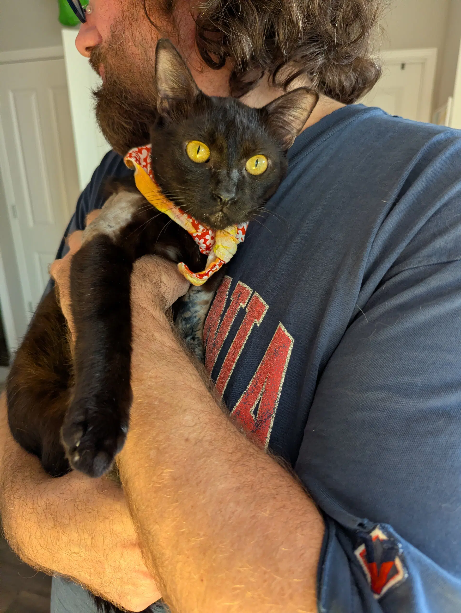 Miso Felv Pos Lap Kitty image 4