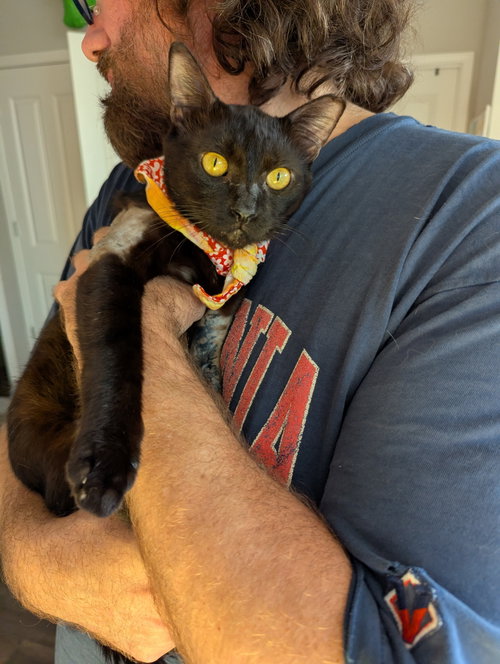 Photo 4 of Miso (FelV pos Lap Kitty)