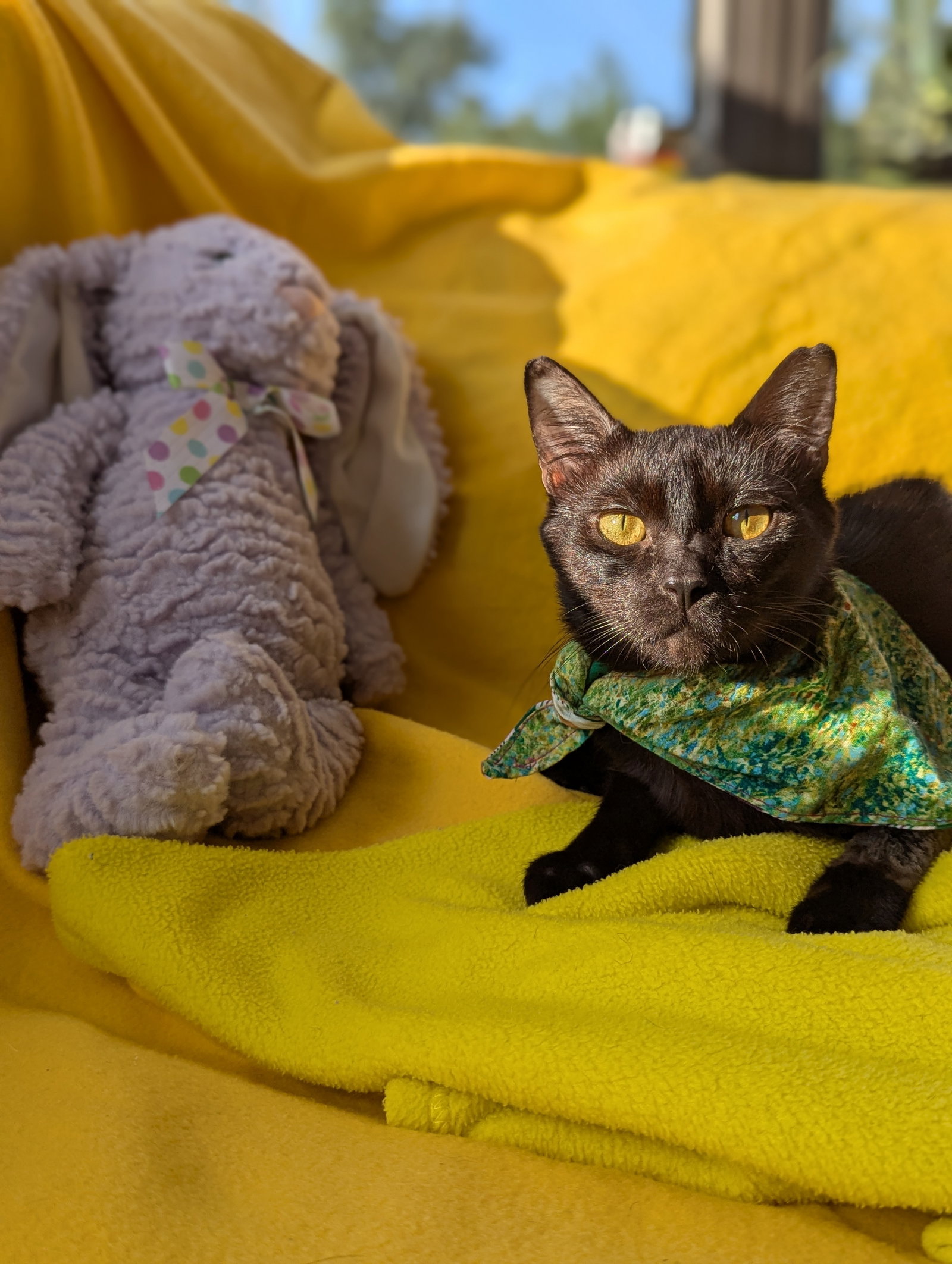 Miso (FelV pos Lap Kitty), photo 6