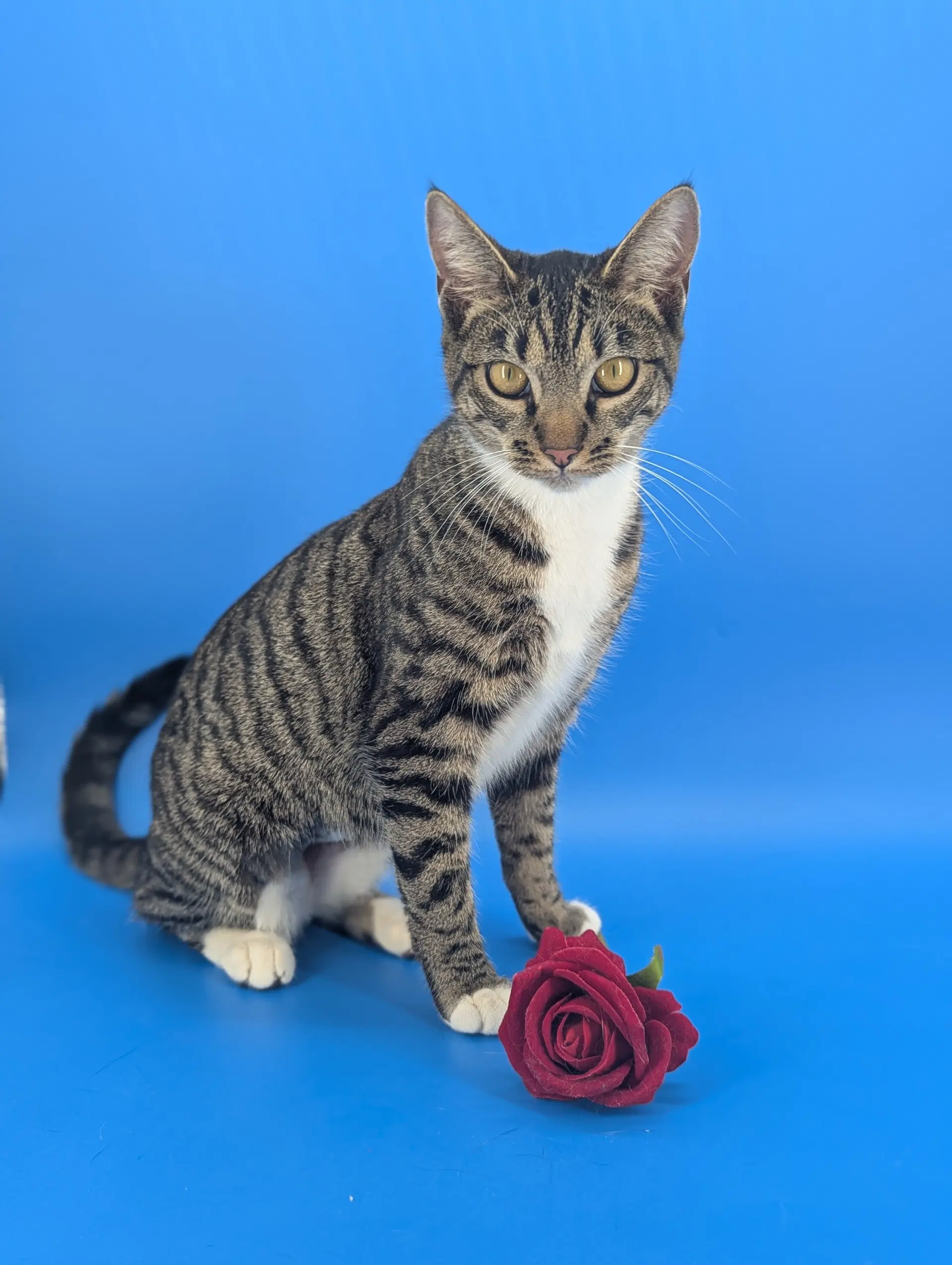 Dill The Queen - Domestic Short Hair