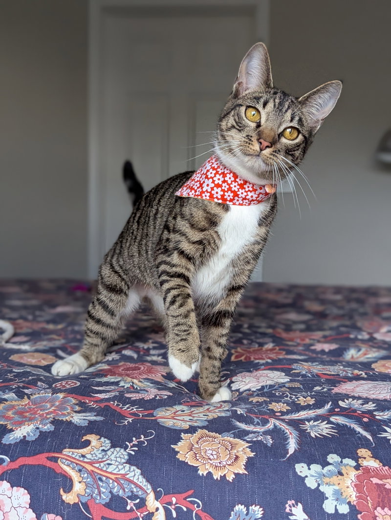 Dill the Queen, photo 2