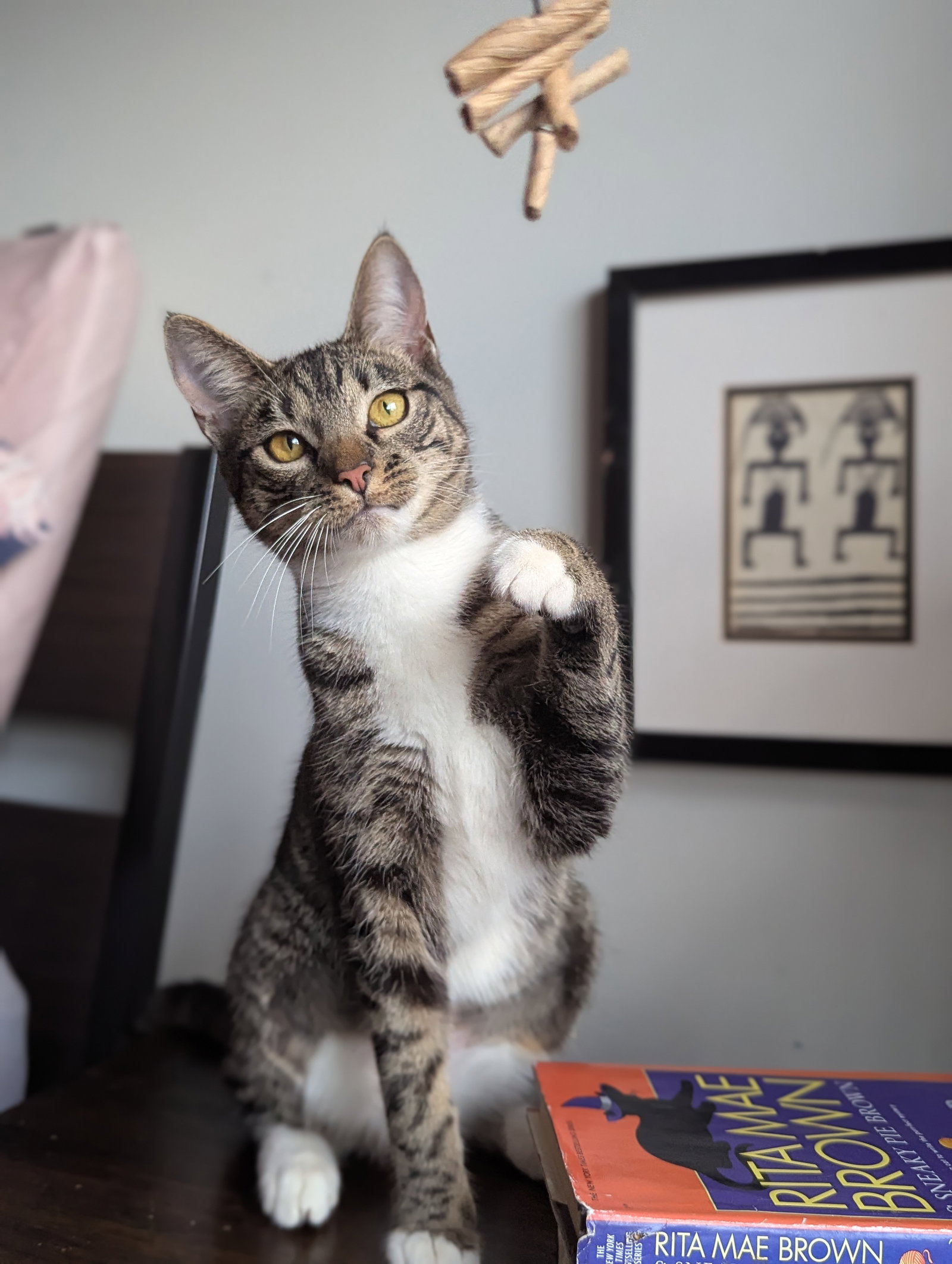 Dill the Queen, photo 5