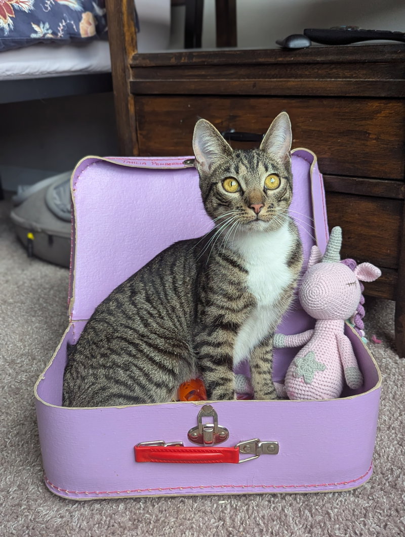 Dill the Queen, photo 9