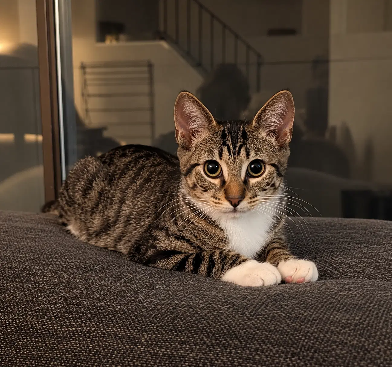 Toast The Breakfast Club - Domestic Short Hair