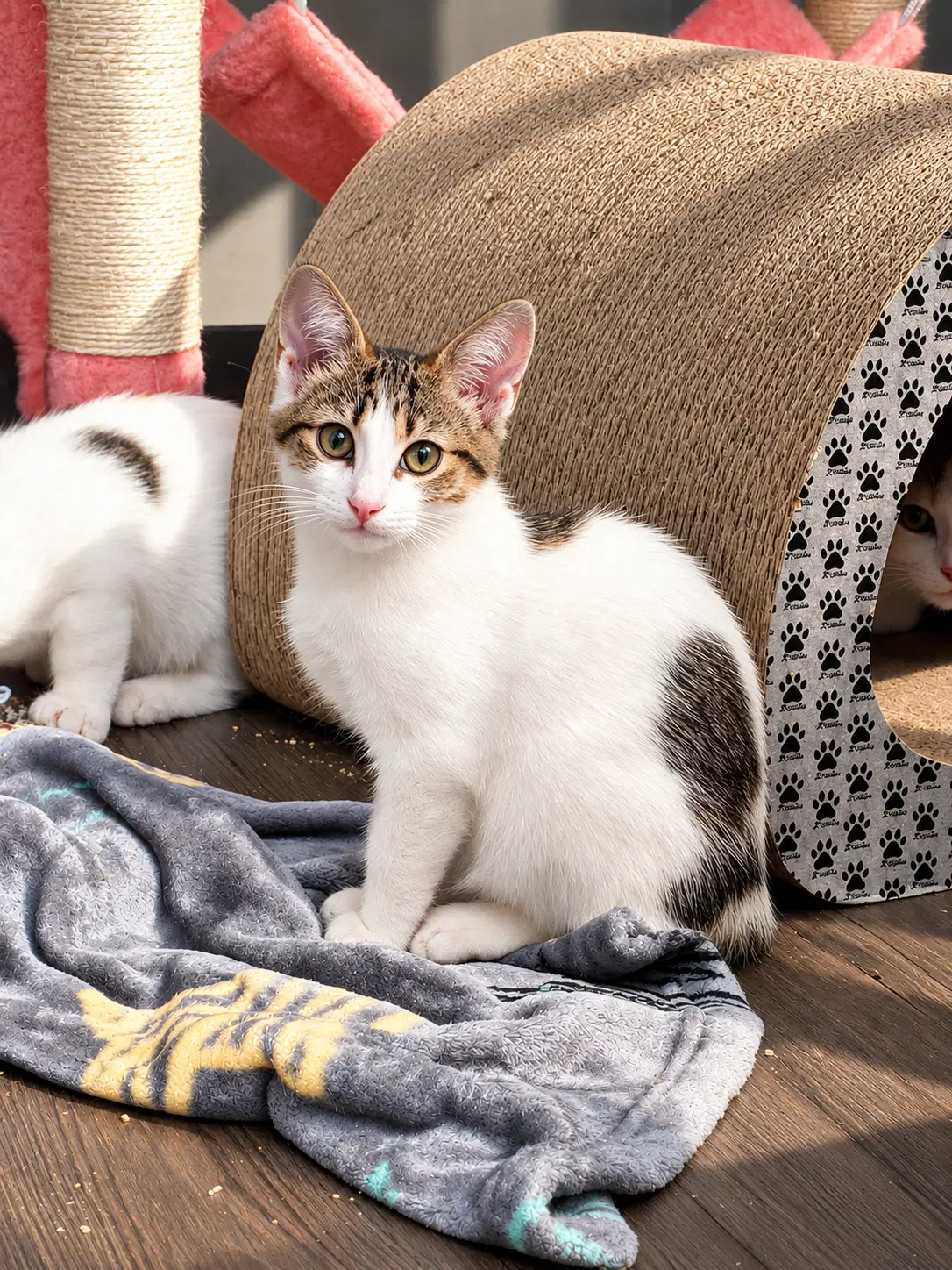Egg Bobtail Beauty image 2