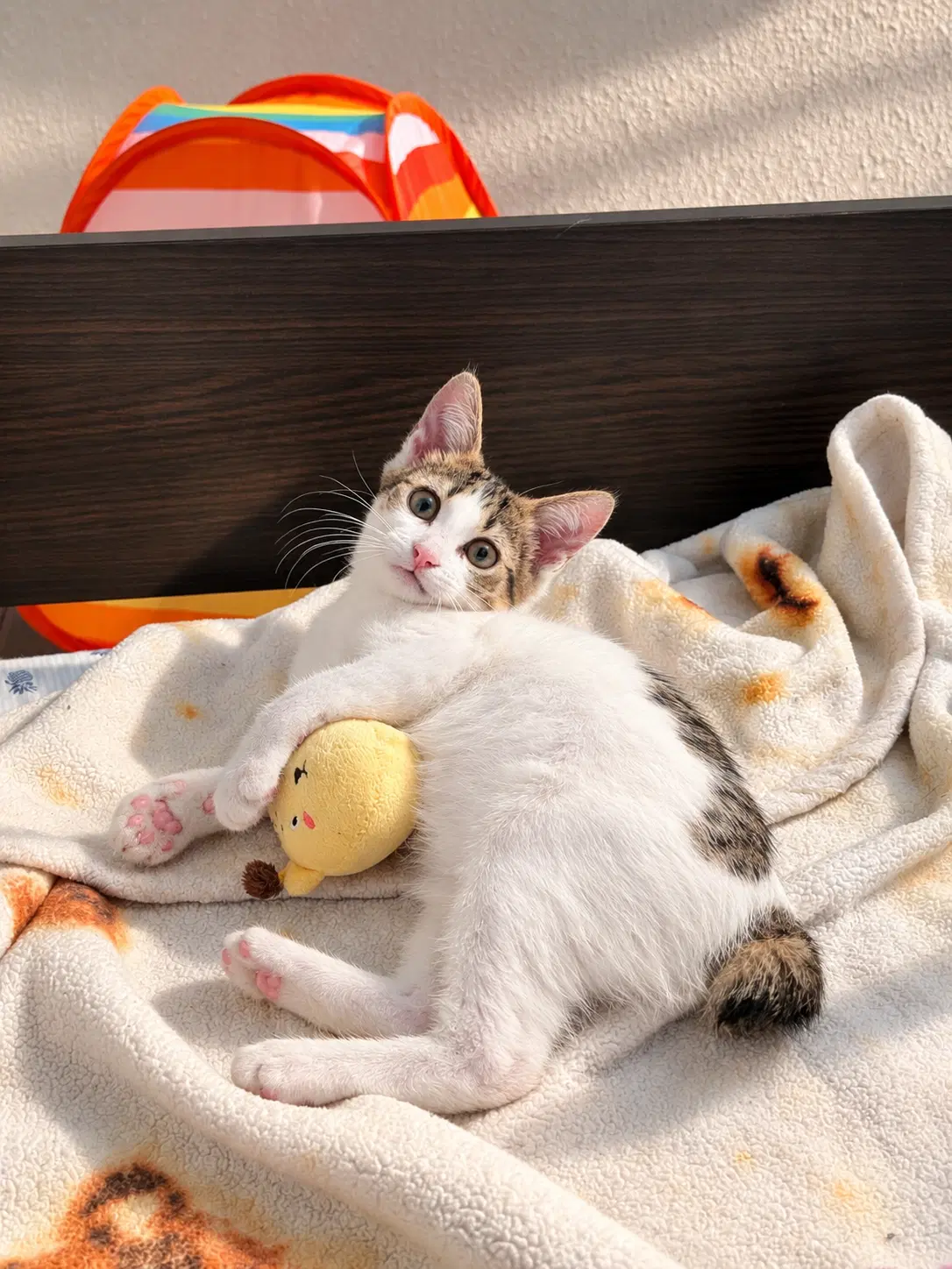 Egg Bobtail Beauty image 3