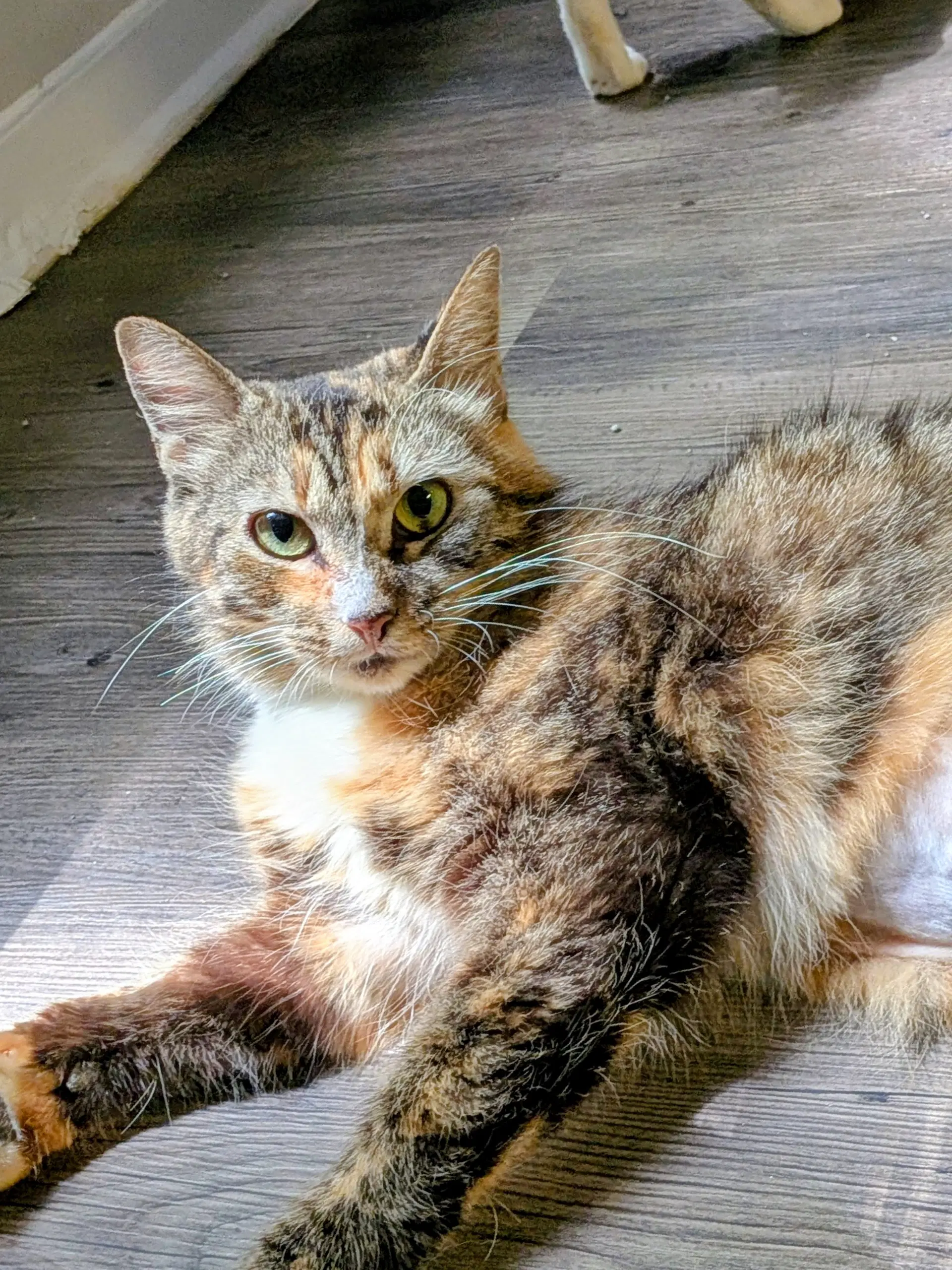 Poppyseed Bagel Breakfast Club - Bobtail