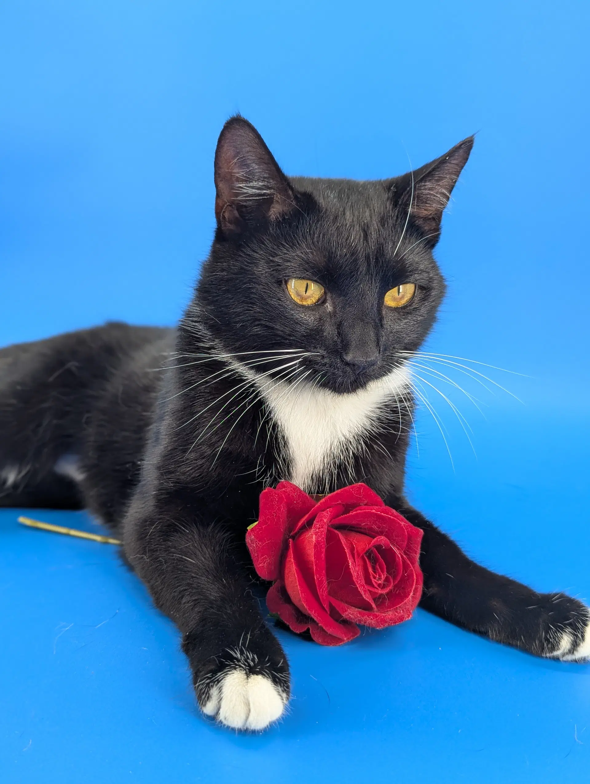 Chip Full Time Sidekick - Domestic Short Hair