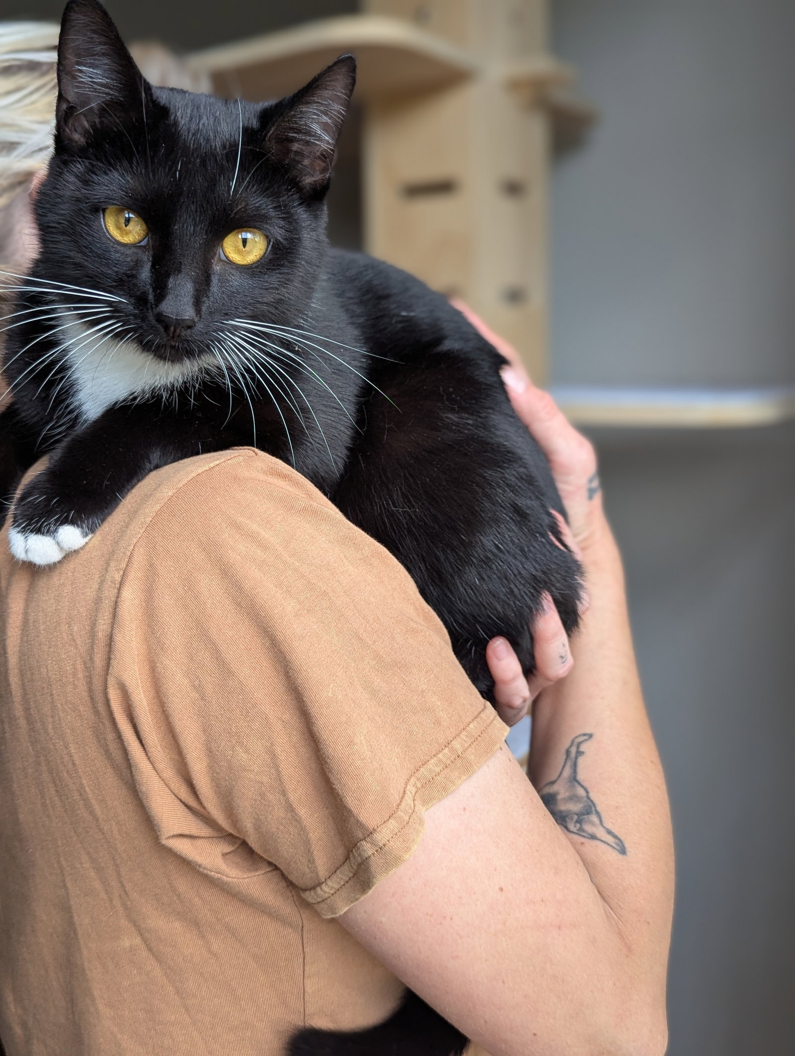 Chip (full time sidekick), photo 7