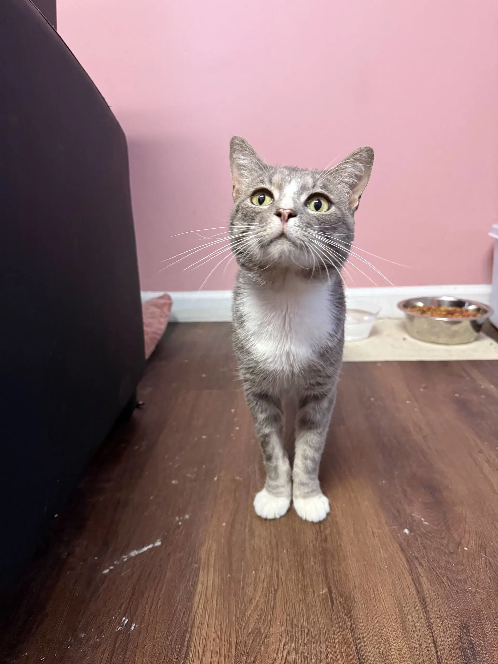 Diesel Biscuit Factory - Domestic Short Hair