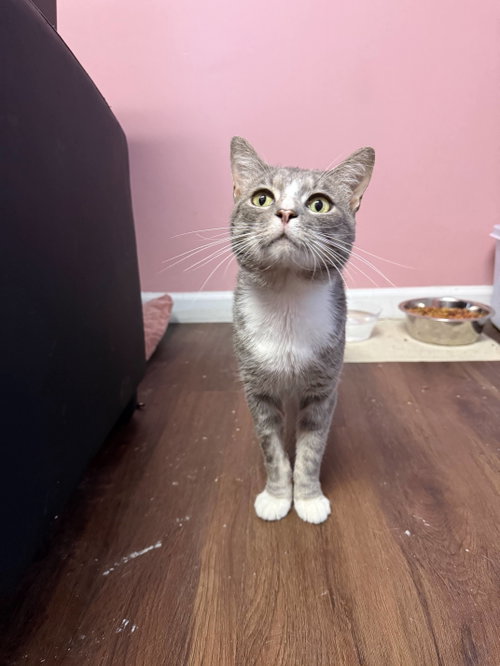 Diesel (Biscuit Factory), a cat for adoption from Little Lives Animal Rescue