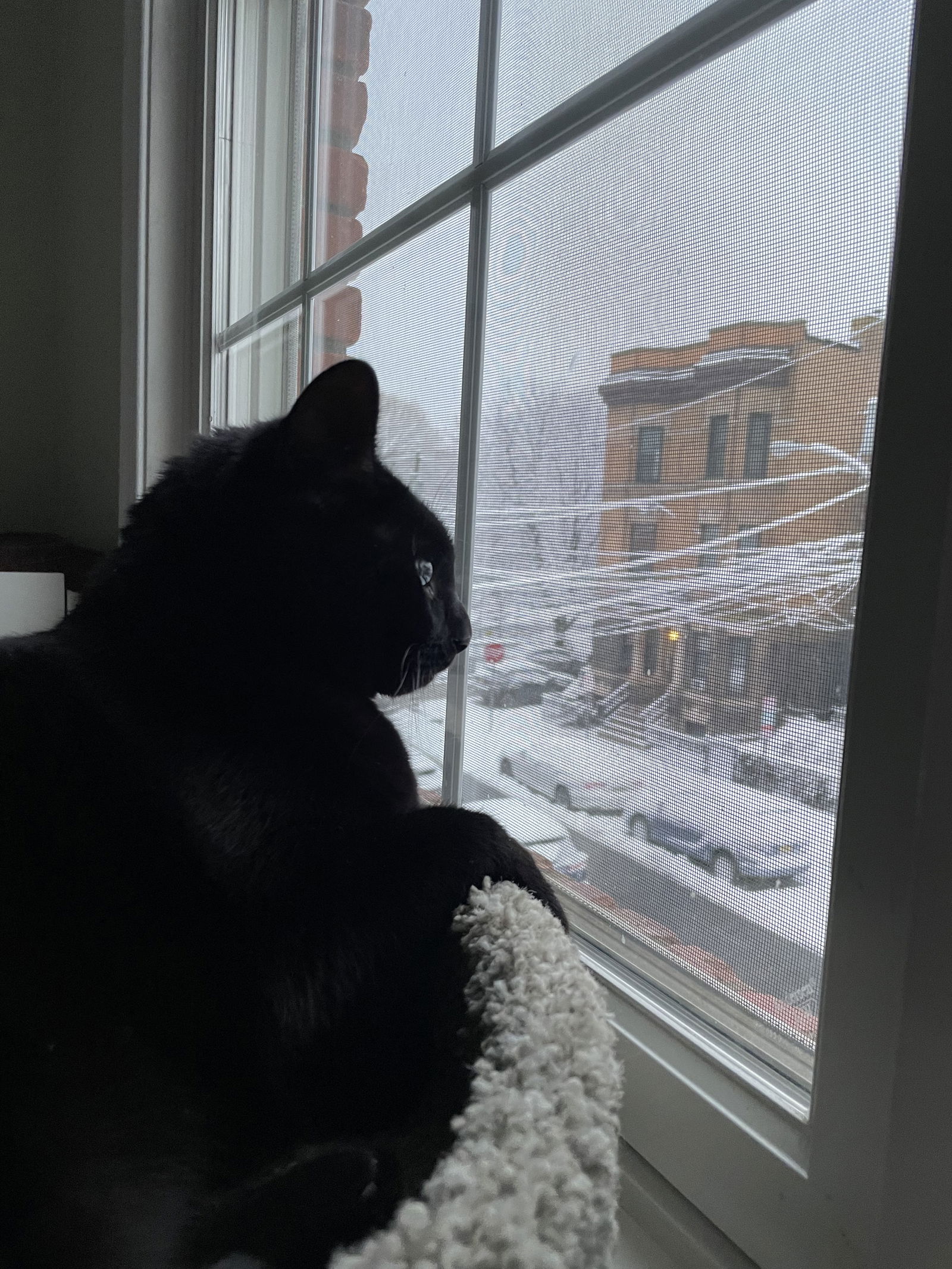 adoptable Cat in Jersey City, NJ named Mulan