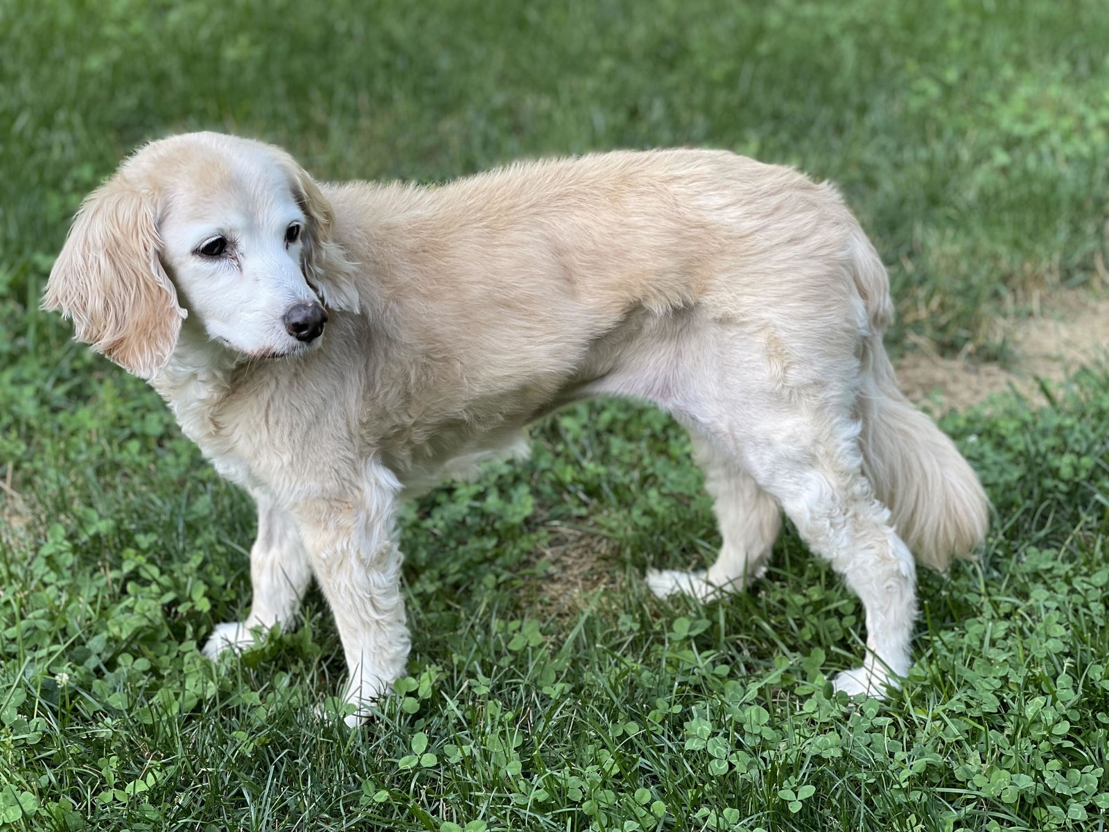 adoptable Dog in Silver Spring, MD named Holly