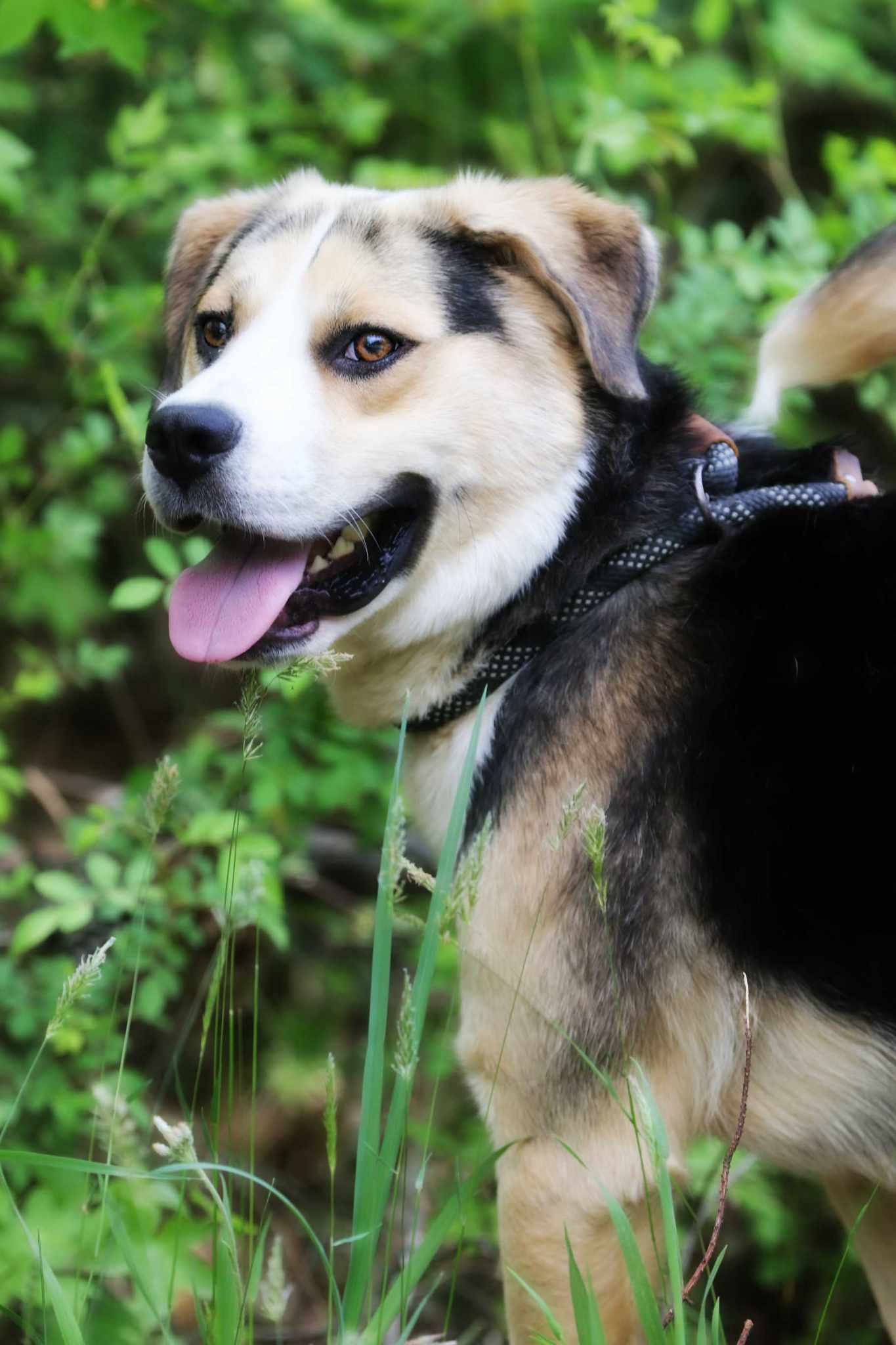 adoptable Dog in Silver Spring, MD named Dodger