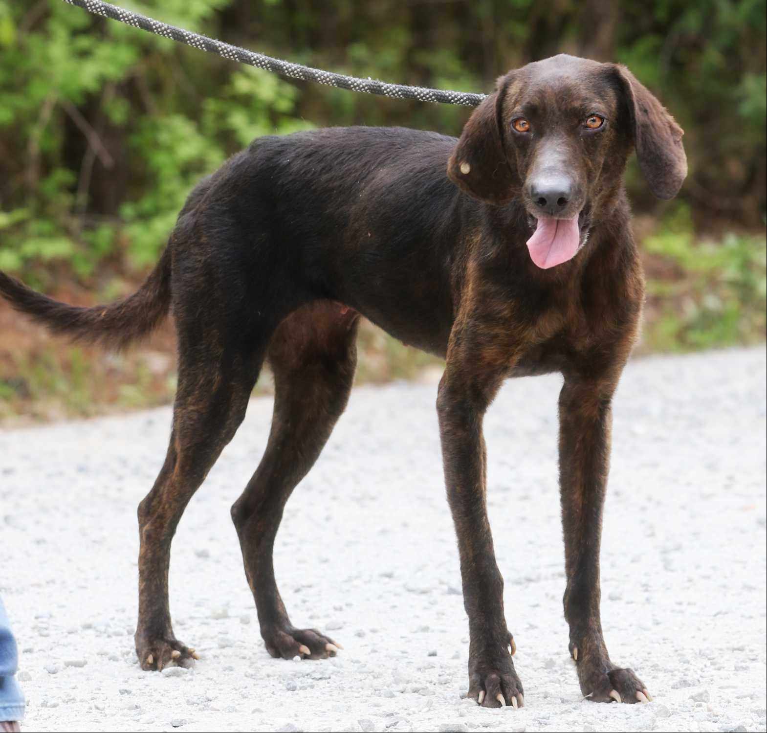 adoptable Dog in Silver Spring, MD named Penelope