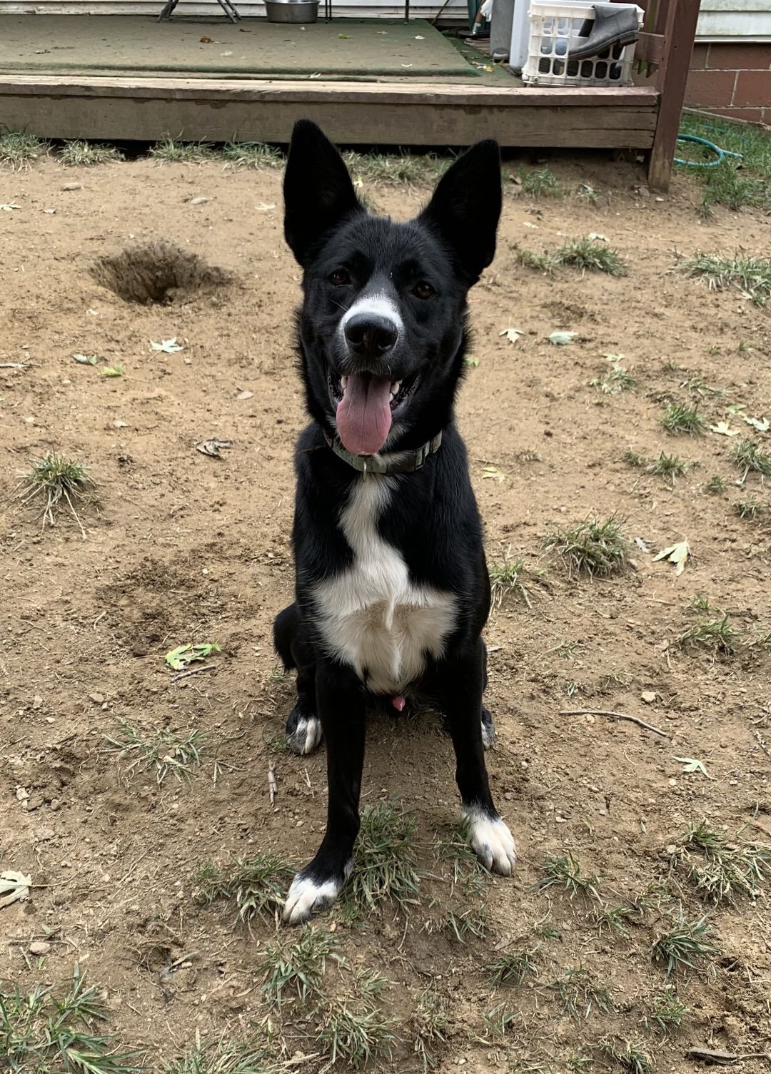 adoptable Dog in Silver Spring, MD named Yogi