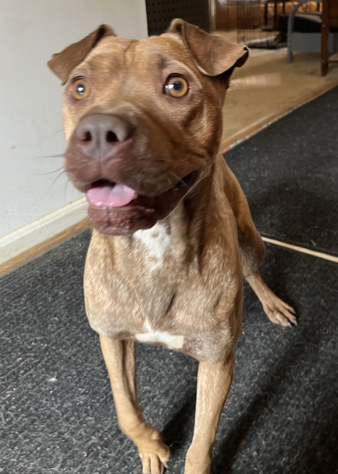 adoptable Dog in Silver Spring, MD named Cupcake