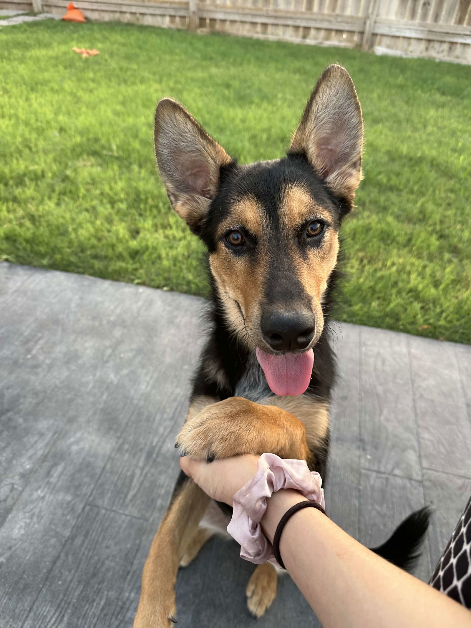 adoptable Dog in Silver Spring, MD named Fuji