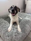 adoptable Dog in  named Emily