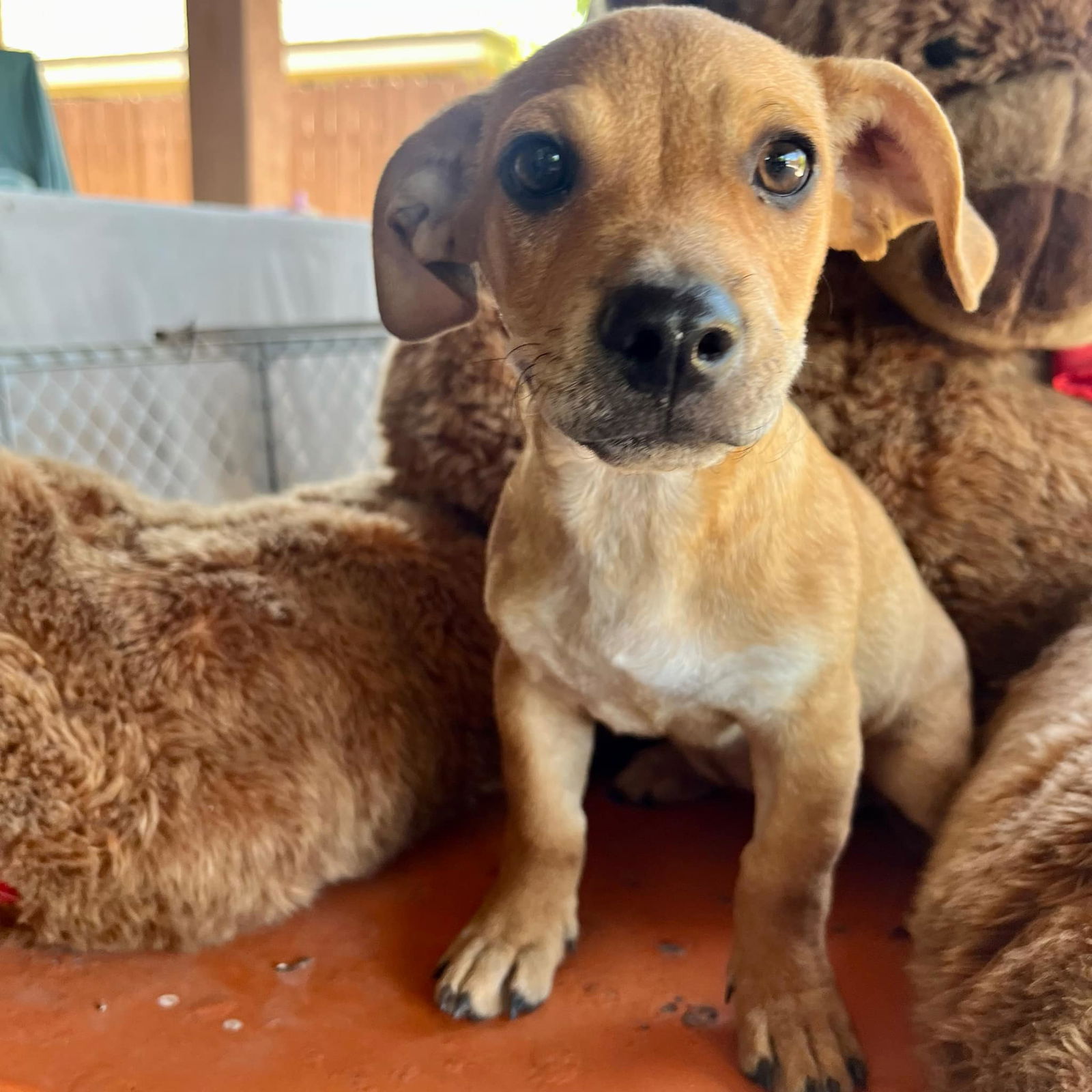 adoptable Dog in Silver Spring, MD named Lizzie