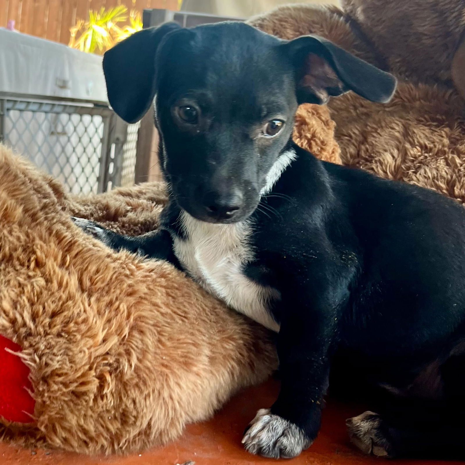 adoptable Dog in Silver Spring, MD named Carlane