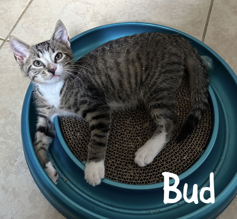 adoptable Cat in Ruskin, FL named Bud