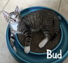 adoptable Cat in Ruskin, FL named Bud