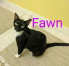 adoptable Cat in Ruskin, FL named Fawn