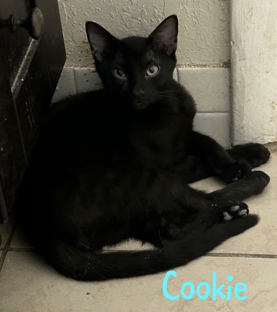 adoptable Cat in Ruskin, FL named Cookie