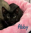 adoptable Cat in Ruskin, FL named Abby