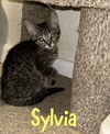 adoptable Cat in Ruskin, FL named Sylvia