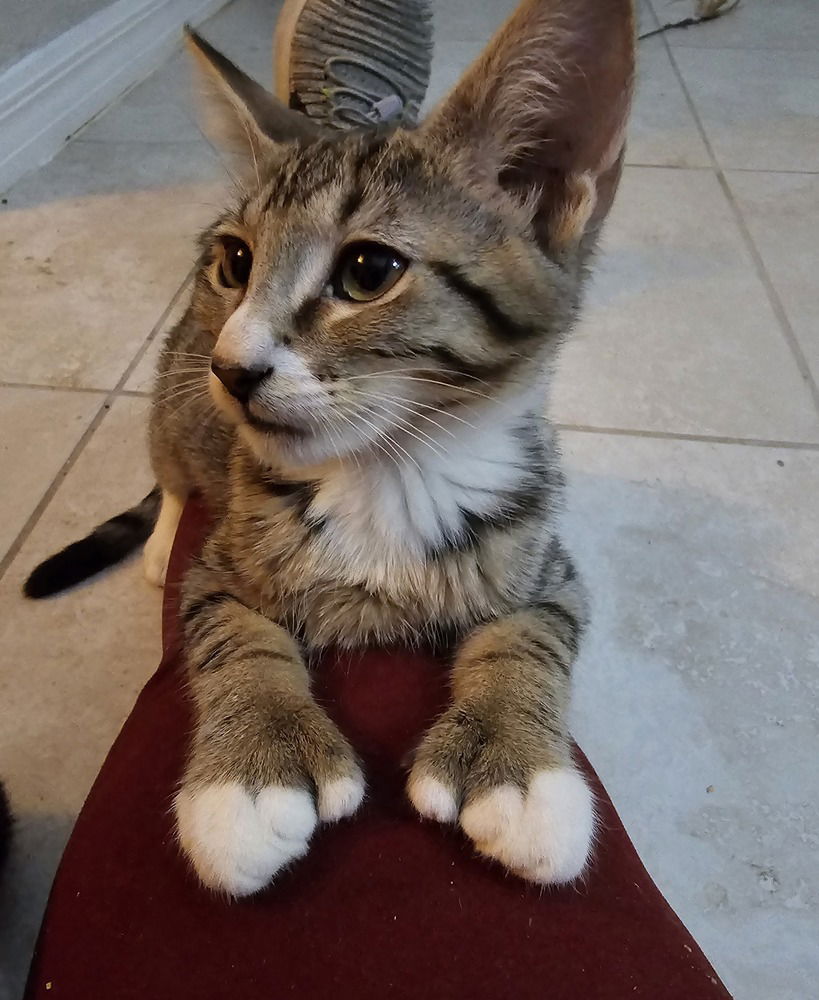 adoptable Cat in Ruskin, FL named Pawdrey Hepburn