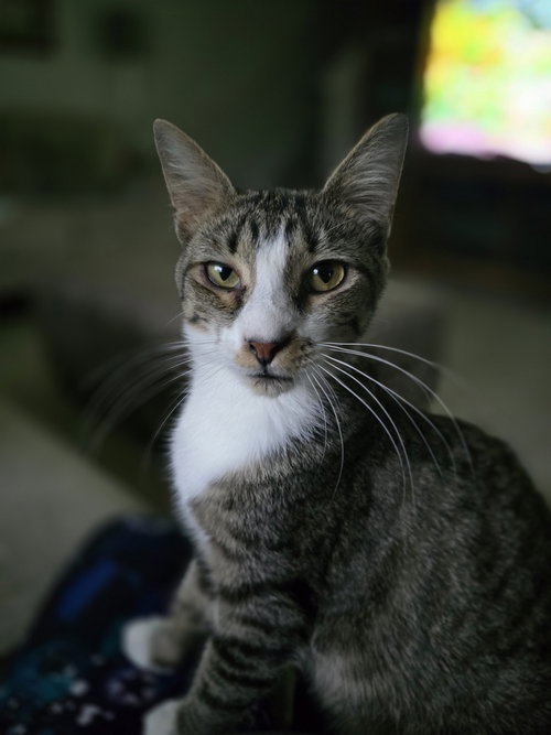 PARIS - Domestic Short Hair available for adoption