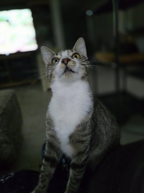 PARIS - Domestic Short Hair available for adoption