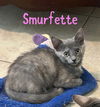 adoptable Cat in Ruskin, FL named Smurfette