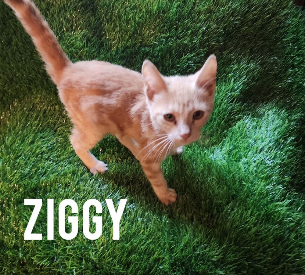 adoptable Cat in Ruskin, FL named Ziggy