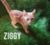 adoptable Cat in Ruskin, FL named Ziggy