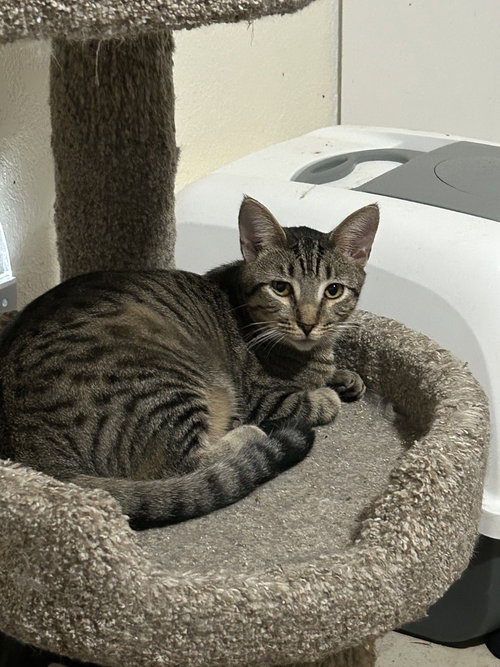 picture of the cat needing adoption