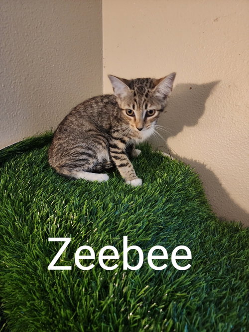 ZEEBEE - Domestic Short Hair available for adoption