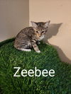 adoptable Cat in Ruskin, FL named Zeebee